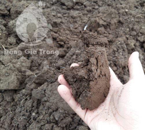 Lợi ích bất ngờ khi trồng đậu xanh cải tạo đất cho nông nghiệp và cảnh quan